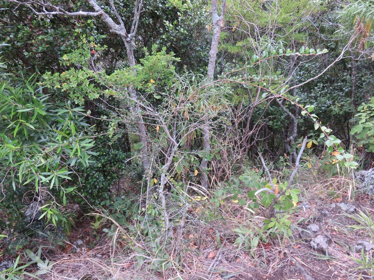 55 - Les stades juvéniles de Scolopia heterophylla (Lam.) Sleumer - Bois de tisane rouge - Salicaceae - Endémique des Mascareignes. sur le même arbre