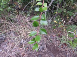 56 - Feuilles juvéniles de Scolopia heterophylla (Lam.) Sleumer - Bois de tisane rouge - Salicaceae - Endémique des Mascareignes.