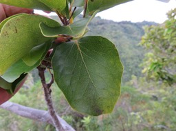 59 - Feuille de Scolopia heterophylla (Lam.) Sleumer - Bois de tisane rouge - Salicaceae - Endémique des Mascareignes.