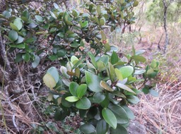 60 - Fruits ? du Eugenia buxifolia - Bois de nèfles à petites feuilles - Myrtacée