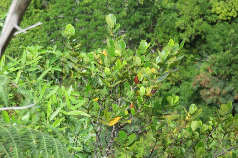 9 -  ???  Pyrostria commersonii - Bois mussard - Rubiaceae - Endémique La Réunion et île Maurice