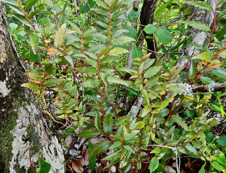 Aphloia theiformis .change écorce .jeune individu . aphloiaceae .indigène Réunion P1600780