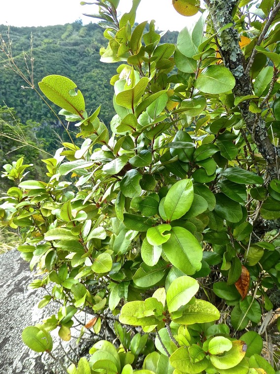 Erythroxylum sideroxyloides . bois de rongue . erythroxylaceae .endémique Réunion Maurice P1600587