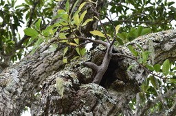 Ficus dans Grand Natte
