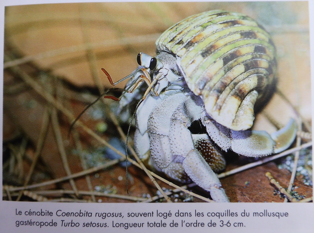 Coenobita rugosus, seul cénobite terrestre de La Réunion