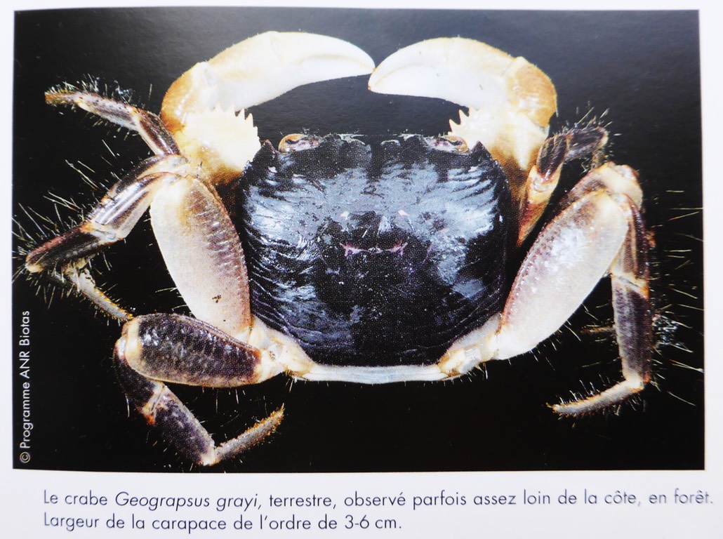 Geograpsus grayi, crabe terrestre de La Réunion