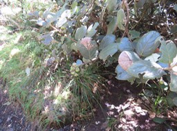 8- Monimia ovalifolia -  Mapou - MONIMIAC. - Endémique La Réunion