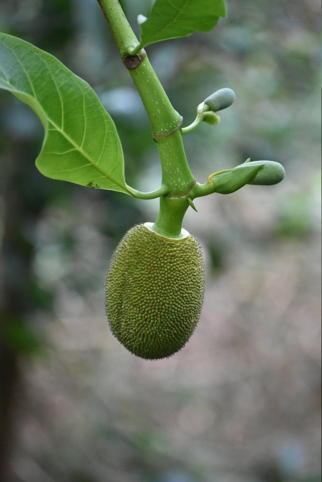 Artocarpus heterrophyllus - Jacquier - MORACEAE - Inde, Bangladesh - MAB_7820