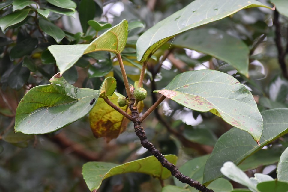 Ficus mauritiana - Affouche rouge - MORACEAE - Endémique réunion, Maurice - MAB_7817