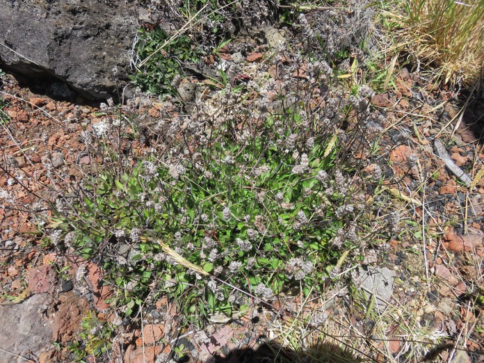 8 - Brunella vulgaris inflorescences desséchées