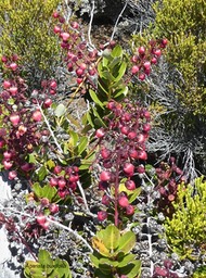 Agarista buxifolia .petit bois de rempart .ericaceae .indigène Réunion.P1670683