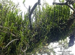 Angraecum costatum .orchidaceae.endémique Réunion P1670894
