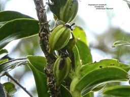 Angraecum costatum.orchidaceae.endémique Réunion P1670898