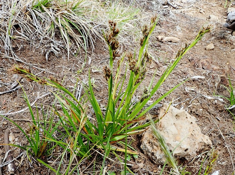 Carex borbonica (4)