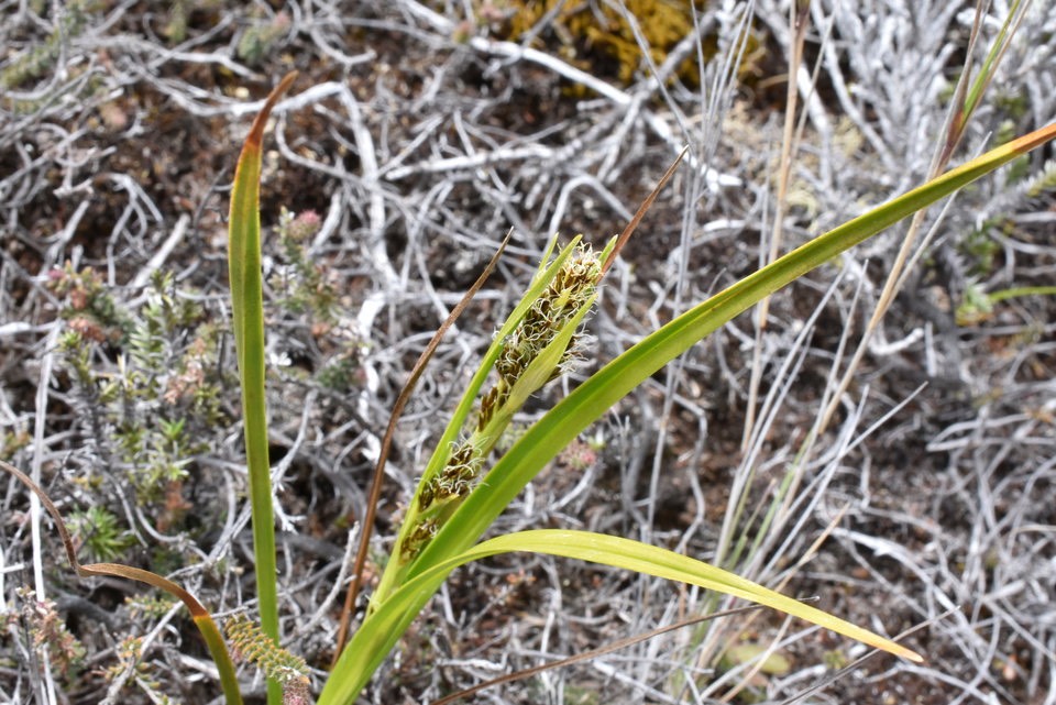 Costularia melicoides - CYPERACEAE - Endémique Réunion