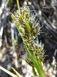 Costularia melicoides .cyperaceae.endémique Réunion .P1670734
