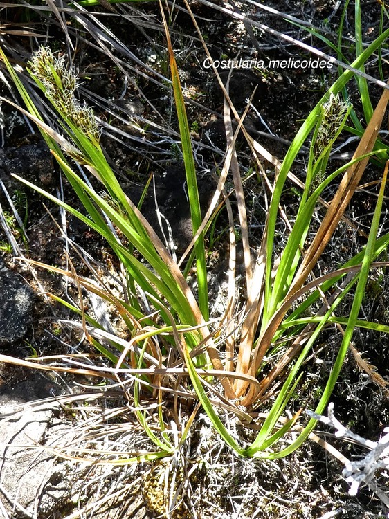 Costularia melicoides .cyperaceae.endémique Réunion P1670736