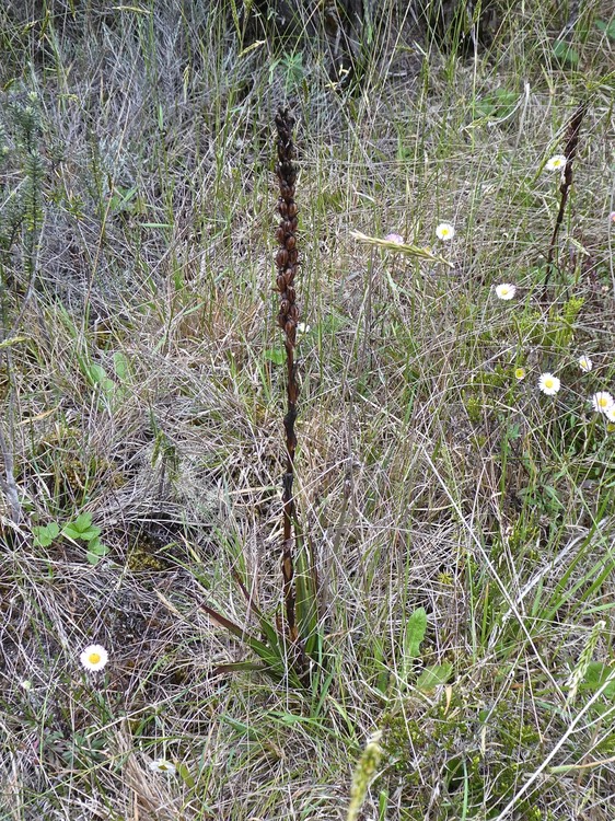 Disa borbonica .orchidaceae. endémique Réunion .P1670809