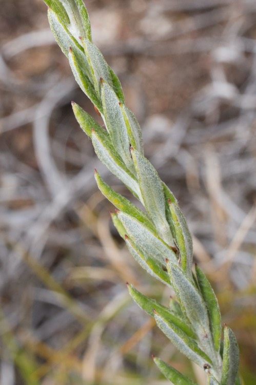 Hubertia tomentosa var conyzoides feuilles (Petite Ambaville Blanche)