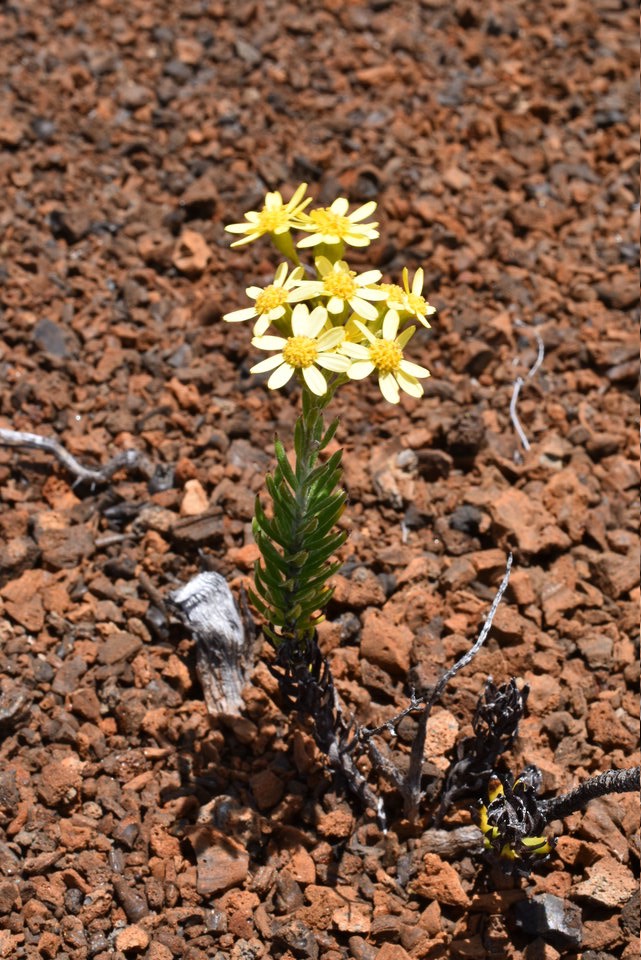  Hubertia tomentosa var conyzoides - Petit ambavile - ASTERACEAE - Endémqie Réunion