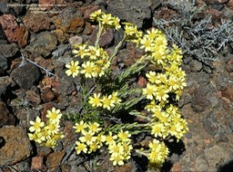 Hubertia tomentosa variété conyzoides .ambaville blanche .petit ambaville .asteraceae. endémique Réunion.P1670649