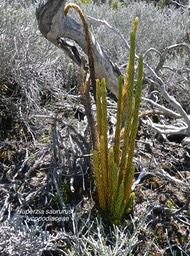 Huperzia saururus . lycopodiaceae .indigène Réunion .P1670704