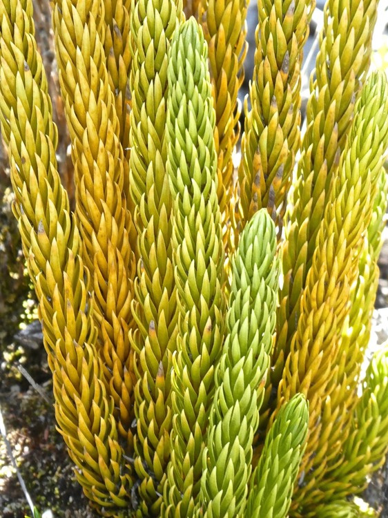 Huperzia saururus .lycoppodiaceae.indigène Réunion . P1670708