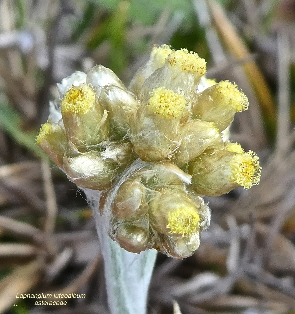 Laphangium luteoalbum .gnaphale blanc jaunâtre .asteraceae .P1670861