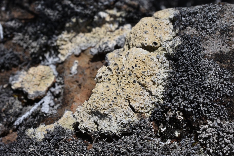 Lichen crustacé saxicole