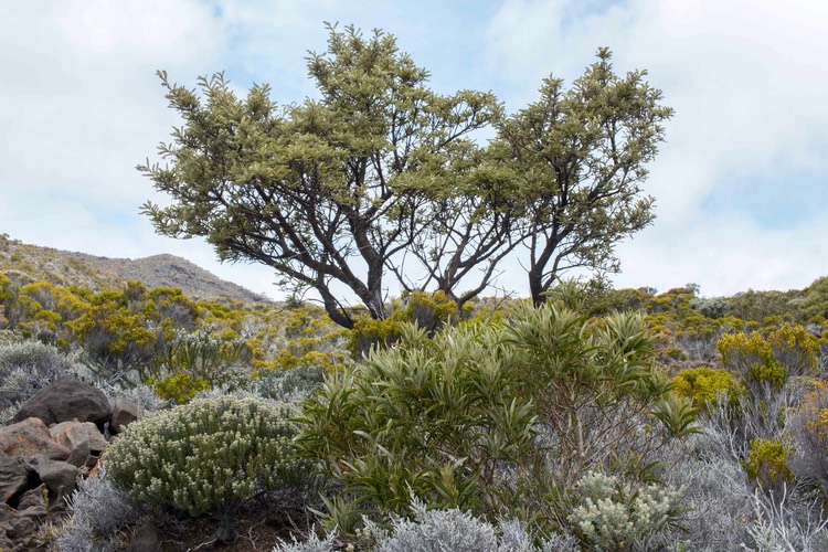 Petit tamarin des Hauts (Sophora denudata) en haut et Tamarin des Hauts (Acacia heterophylla) en bas