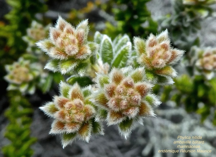 Phylica niitida .ambaville bâtard.rhamnaceae. endémique Réunion Maurice .P1670771