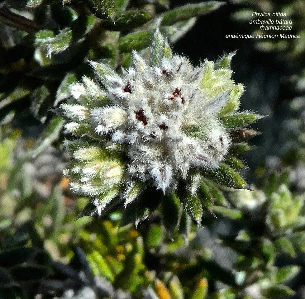 Phylica nitida .ambaville bâtard .rhamnaceae.endémique Réunion Maurice .P1670825