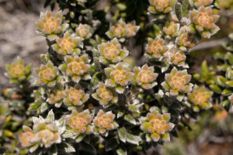 Phylica nitida fleurs (Ambaville bâtard)