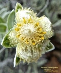 Psiadia callocephala .asteraceae.endémique Réunion P1670803