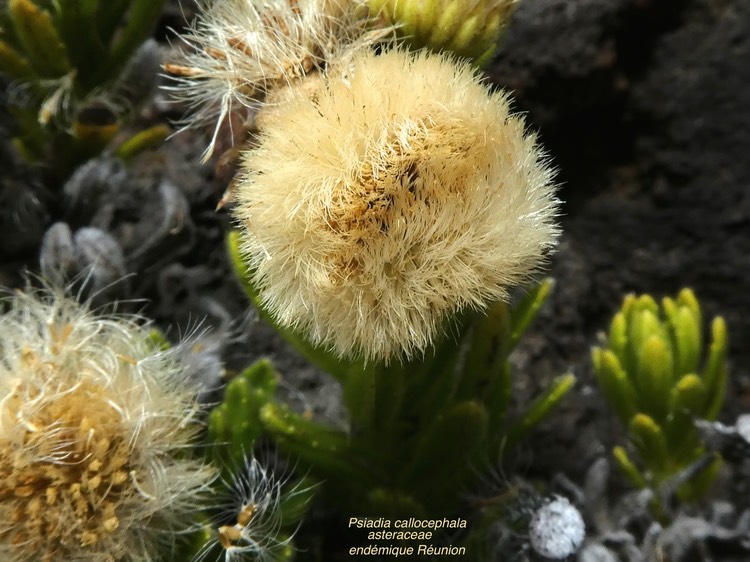 Psiadia callocephala.asteraceae.endémique Réunion.P1670763