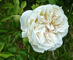 Rose blanche à l'Argamasse P1670842
