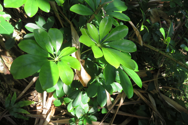 1 - Schefflera actinophylla (Endl.) Harms. - Arbre ombrelle /Araignée / Arbre pieuvre - Araliaceae  - Asie tropicale. Australie