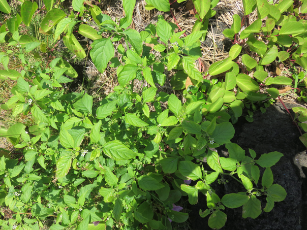 12 - Solanum americanum Mill. -  Brède morelle - Solanaceae - Exo.: Amérique du Sud
