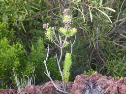 Faujasia pinifolia - ASTERACEAE - Endémique Réunion