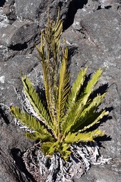 Fausse osmonde - Lomariacycas tabularis - BLECHNACEAE - Indigène Réunion
