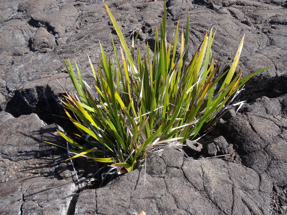 Paille sabre - Machaerina iridifolia - CYPERACEAE - Endémique Réunion, Maurice