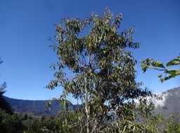 08 1 Agarista salicifolia Bois de rempart Ericacee DSC09073
