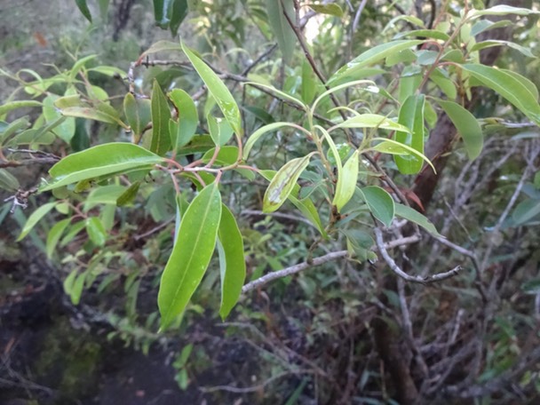 08 2 Agarista salicifolia Bois de rempart Ericacee DSC09065