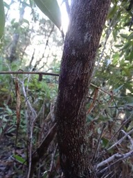 08 4 Agarista salicifolia Bois de rempart Ericacee Tronc DSC09067