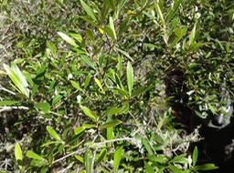 11 1 Olea europea Bois d'olive noir Oleacee DSC09082