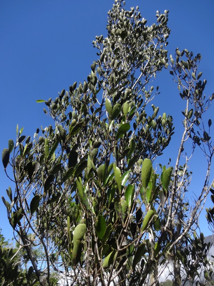 12 1 Pleurosthylia  pachyphlora Bois d'olive gros peau Celastracee End DSC09119