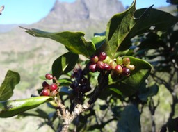 16 4 Antidesma madagascariense Bois de cabri blanc Phyllantacee Fruits DSC09093