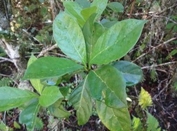 31 2 Anthirhea borbonica Bois d'osto Rubiacee DSC09115
