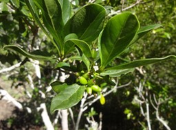 31 3 Anthirhea borbonica Bois d'osto Rubiacee Fleur et fruits 6 DSC09147