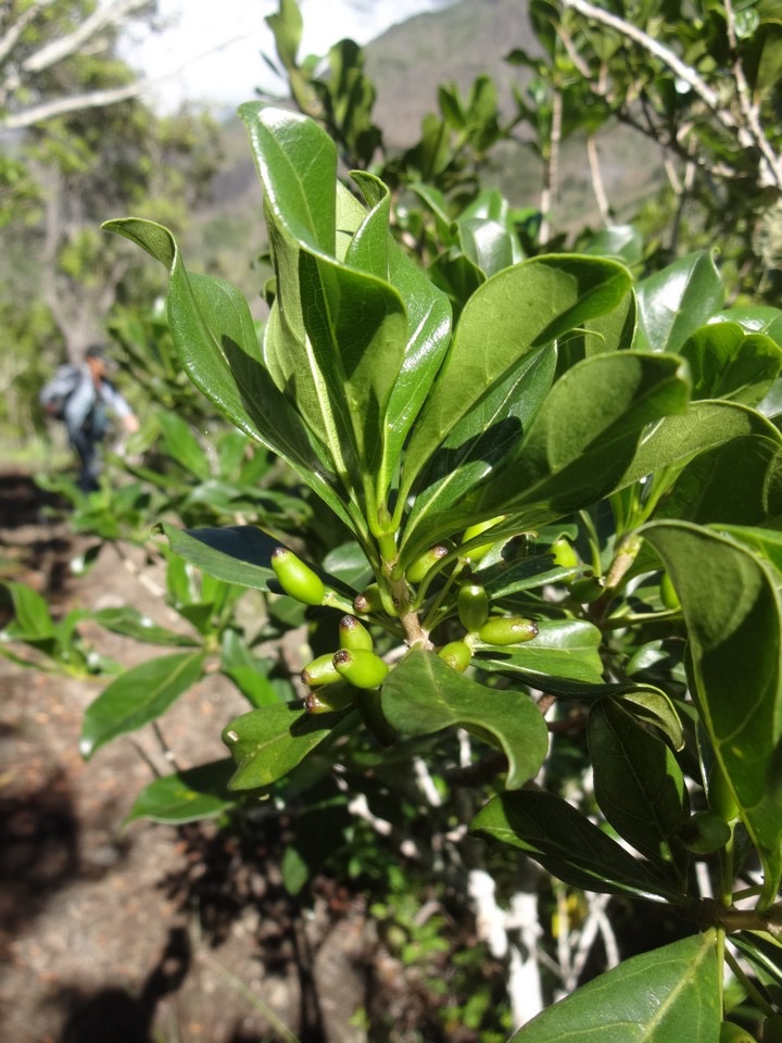 31 5 Anthirhea borbonica Bois d osto Rubiacee Fruits DSC09146